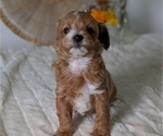 Small Photo #69 Poovanese Puppy For Sale in GOSHEN, IN, USA