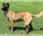 Small #3 German Shepherd Dog-Huskies  Mix