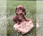 Small #2 Dachshund