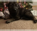 Small Photo #3 German Shepherd Dog Puppy For Sale in FAIRMOUNT, IN, USA