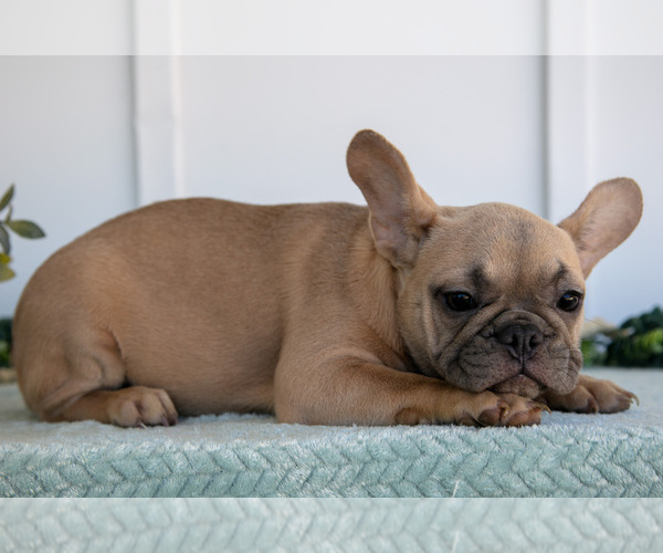 Medium Photo #3 French Bulldog Puppy For Sale in MILLERSBURG, OH, USA