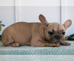 Small #2 French Bulldog