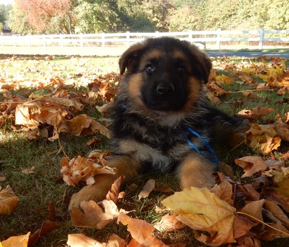 Medium Photo #27 German Shepherd Dog Puppy For Sale in FOREST GROVE, OR, USA