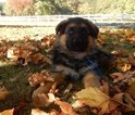 Small Photo #27 German Shepherd Dog Puppy For Sale in FOREST GROVE, OR, USA