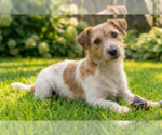 Small #1 Jack Russell Terrier