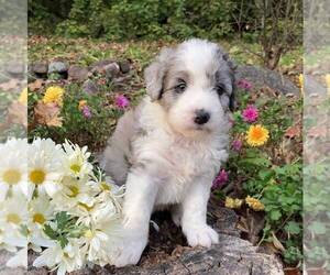 Aussiedoodle-Bernedoodle Mix Puppy for sale in EAST EARL, PA, USA
