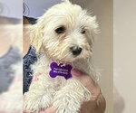 Small Maltipoo (Miniature)