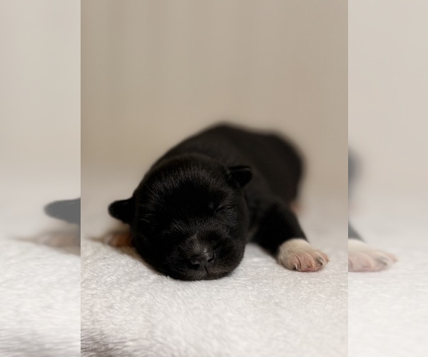 Medium Photo #1 Siberian Husky Puppy For Sale in HEMET, CA, USA