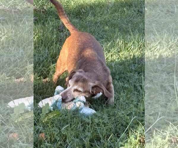 Medium Photo #6 Dachshund Puppy For Sale in Fruitland, SC, USA
