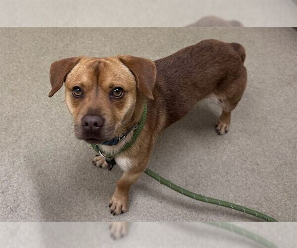 Medium Photo #1 Chihuahua-Unknown Mix Puppy For Sale in Santa Barbara, CA, USA