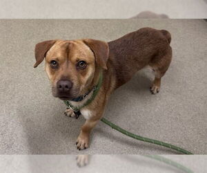 Chihuahua-Unknown Mix Dogs for adoption in Santa Barbara, CA, USA