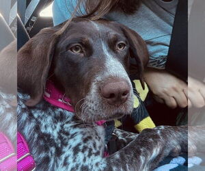 Lab-Pointer Dogs for adoption in McKinney, TX, USA
