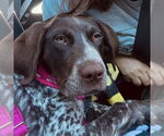 Small Lab-Pointer