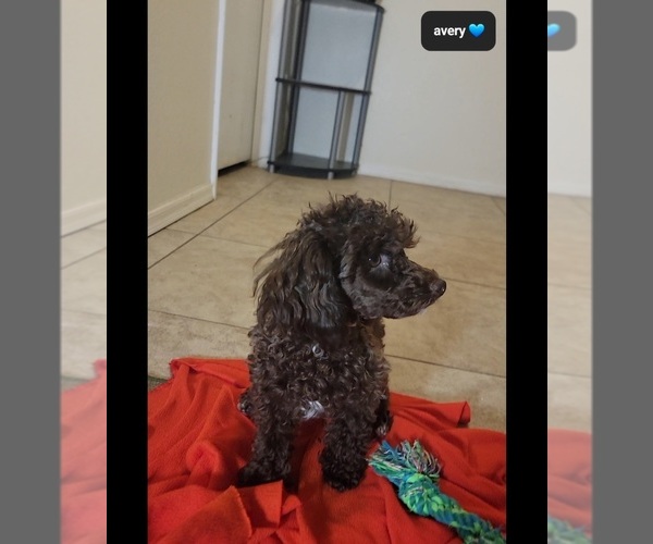 Medium Photo #3 Poodle (Toy) Puppy For Sale in TUCSON, AZ, USA