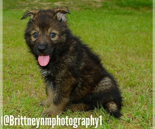 Medium Photo #2 German Shepherd Dog-Sharberian Husky Mix Puppy For Sale in MULBERRY, FL, USA