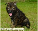 Small Photo #2 German Shepherd Dog-Sharberian Husky Mix Puppy For Sale in MULBERRY, FL, USA