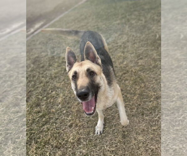 Medium Photo #3 German Shepherd Dog Puppy For Sale in Phoenix, AZ, USA