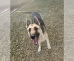 Small #2 German Shepherd Dog