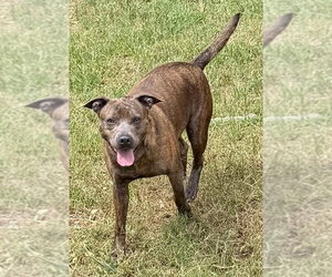 261081  Adrian - Female American Pit Bull Terrier-Unknown Mix Dog for Adoption - Photo #4