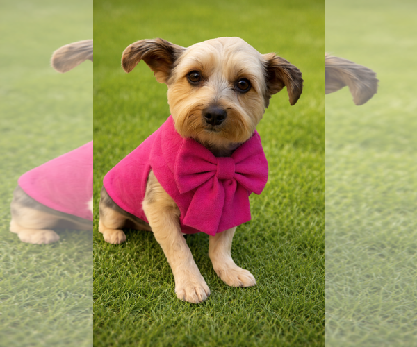 Medium Photo #16 Mutt Puppy For Sale in Allentown,, PA, USA