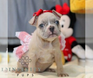 French Bulldog Puppy for sale in YORK, PA, USA