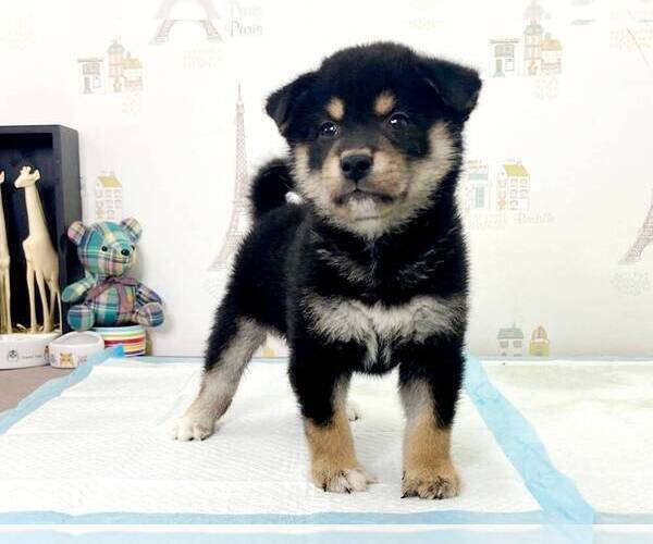 Medium Photo #3 Shiba Inu Puppy For Sale in CHICAGO, IL, USA