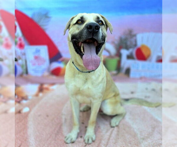 Medium Photo #3 Mastiff-Unknown Mix Puppy For Sale in Long Beach, CA, USA