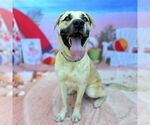 Small #2 Mastiff Mix