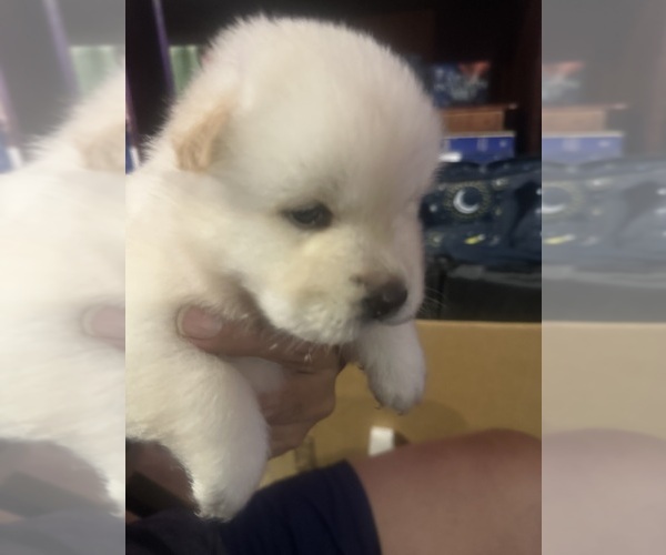 Medium Photo #5 Chow Chow Puppy For Sale in FONTANA, CA, USA