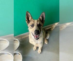 German Shepherd Dog-Unknown Mix Dogs for adoption in Visalia, CA, USA