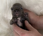 Small Photo #10 French Bulldog Puppy For Sale in SOMERS, MT, USA