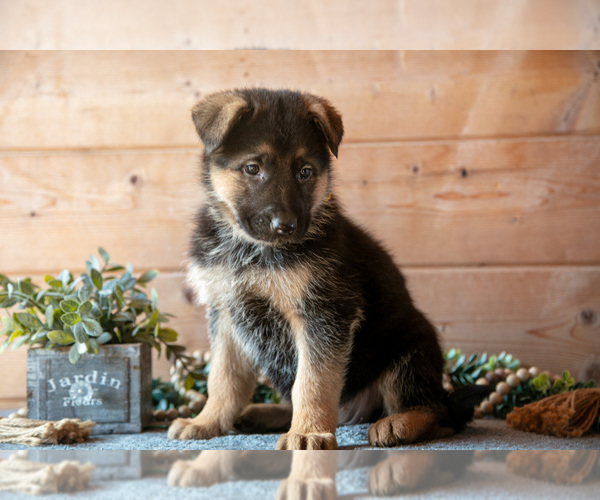 Medium Photo #13 German Shepherd Dog Puppy For Sale in GORDONVILLE, PA, USA