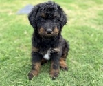 Small Photo #46 Aussie-Poo-Bernedoodle Mix Puppy For Sale in LEXINGTON, SC, USA