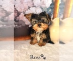 Small #2 YorkiePoo