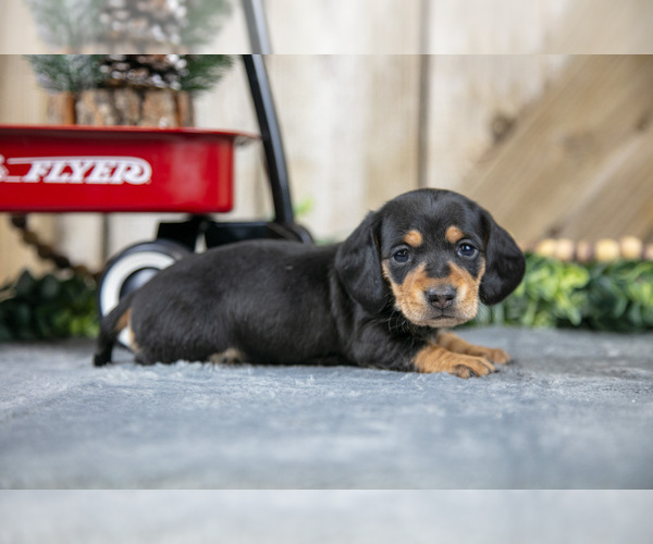 Medium Photo #1 Dachshund Puppy For Sale in GREENWICH, OH, USA