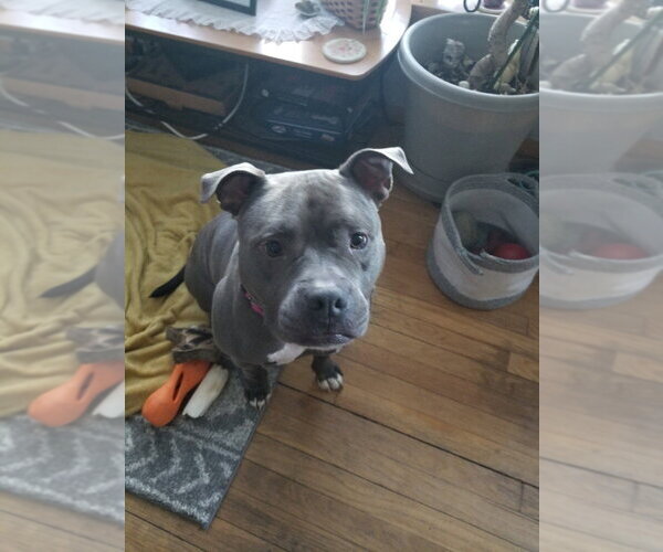 Medium Photo #12 Mutt Puppy For Sale in Caldwell, NJ, USA