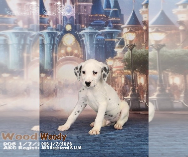 Medium Photo #15 Dalmatian Puppy For Sale in HIGHLAND, IL, USA