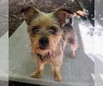 Small Mutt