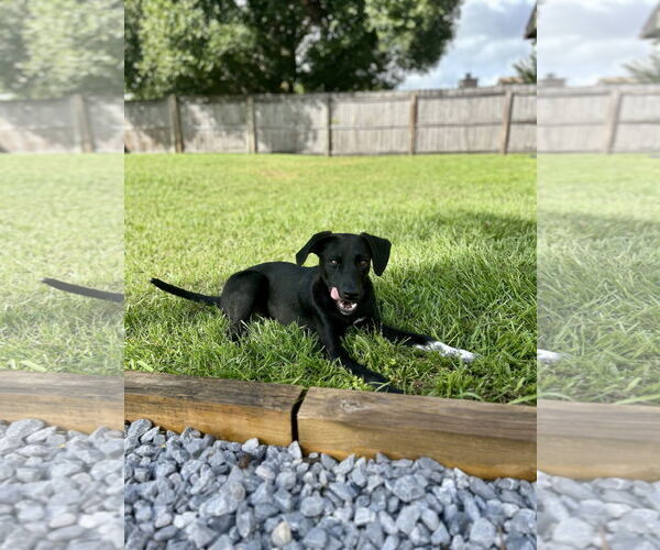 Medium Photo #3 Mutt Puppy For Sale in  Gainesville, FL, USA