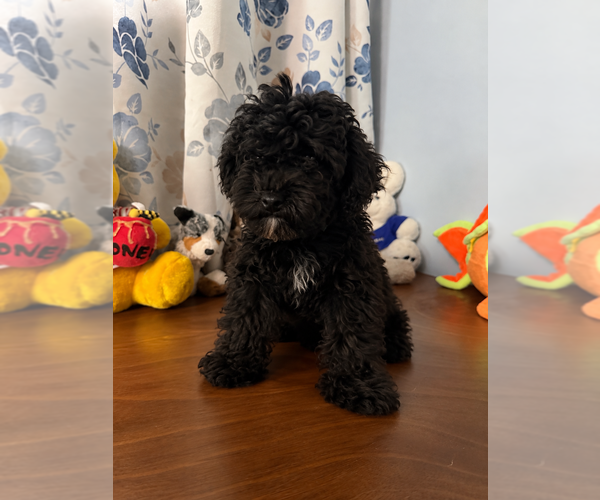 Medium Photo #13 Bichpoo Puppy For Sale in DURHAM, CT, USA