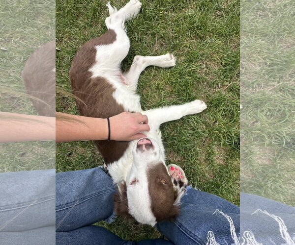 Medium Photo #5 Border Collie-Unknown Mix Puppy For Sale in Sandy, UT, USA