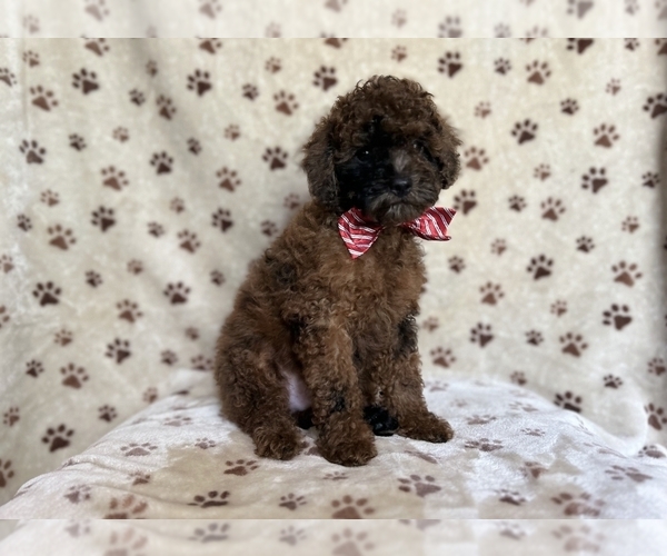 Medium Photo #9 ShihPoo Puppy For Sale in LAKELAND, FL, USA