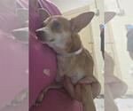 Small Chihuahua