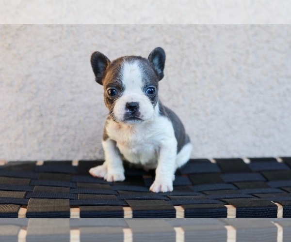 Medium Photo #3 French Bulldog Puppy For Sale in HESPERIA, CA, USA