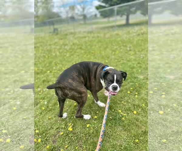 Medium Photo #4 Boxer Puppy For Sale in Woodbury, MN, USA