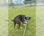 Small #3 Boxer