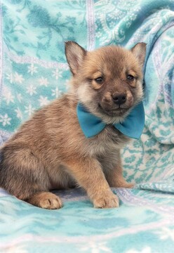 Medium Photo #3 Pomsky Puppy For Sale in LANCASTER, PA, USA
