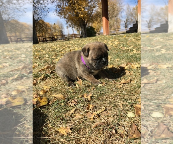 Medium Photo #7 Buggs Puppy For Sale in AFTON, WY, USA