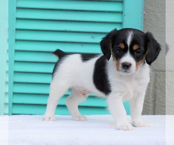 cavalier king charles spaniel jack russell mix