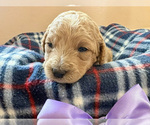 Small #1 Goldendoodle (Miniature)
